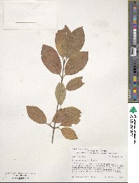 Viburnum prunifolium image