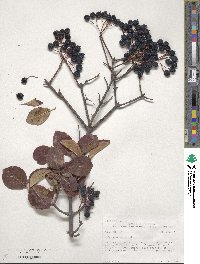 Viburnum prunifolium image