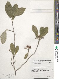 Viburnum prunifolium image