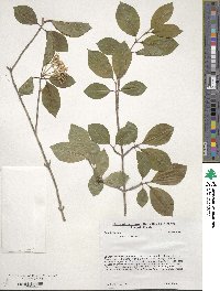 Viburnum prunifolium image