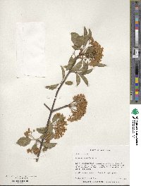 Viburnum prunifolium image