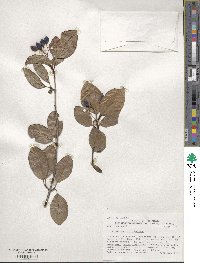 Viburnum prunifolium image