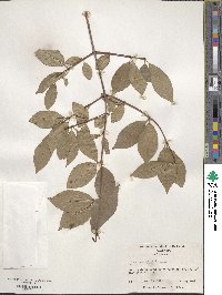 Viburnum prunifolium image