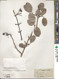 Viburnum prunifolium image