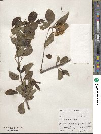 Viburnum prunifolium image