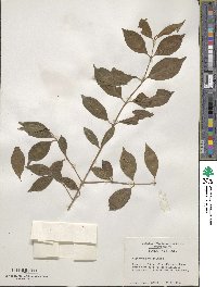 Viburnum prunifolium image