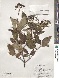 Viburnum prunifolium image