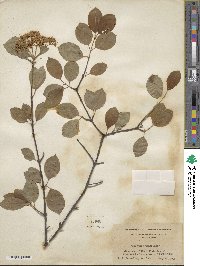 Viburnum prunifolium image