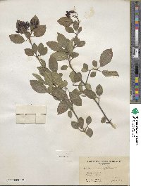 Viburnum prunifolium image