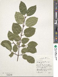 Viburnum prunifolium image