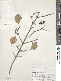 Viburnum prunifolium image