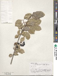 Viburnum prunifolium image