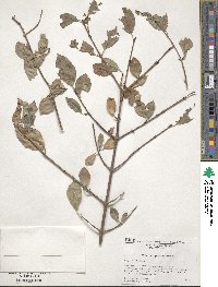 Viburnum prunifolium image