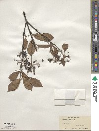Viburnum prunifolium image
