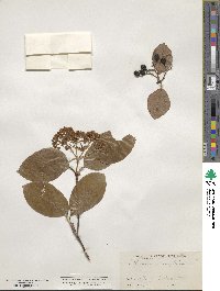 Viburnum prunifolium image