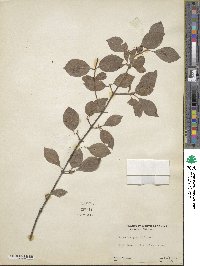 Viburnum prunifolium image