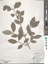 Viburnum prunifolium image