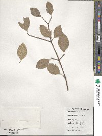 Viburnum prunifolium image