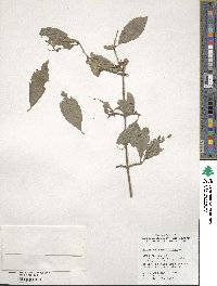 Viburnum prunifolium image