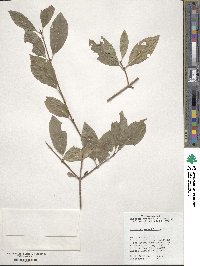 Viburnum prunifolium image