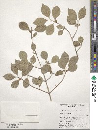 Viburnum prunifolium image