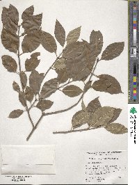 Viburnum prunifolium image