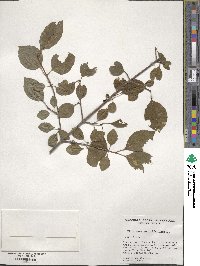 Viburnum prunifolium image