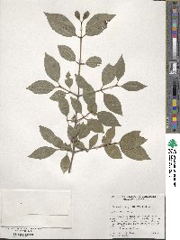 Viburnum prunifolium image