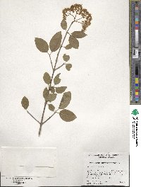 Viburnum prunifolium image