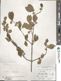 Viburnum prunifolium image