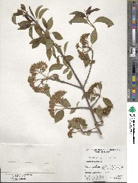 Viburnum prunifolium image