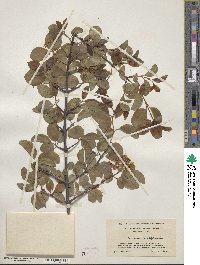 Viburnum prunifolium image