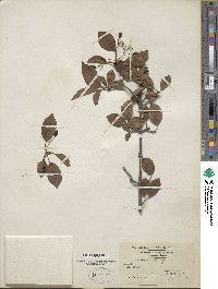 Viburnum prunifolium image