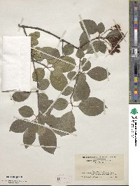 Viburnum prunifolium image