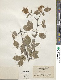 Viburnum prunifolium image