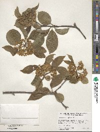 Viburnum prunifolium image