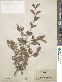 Viburnum prunifolium image