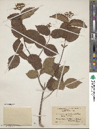 Viburnum dentatum image