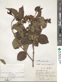 Viburnum recognitum image