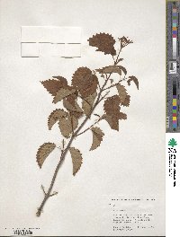 Viburnum recognitum image