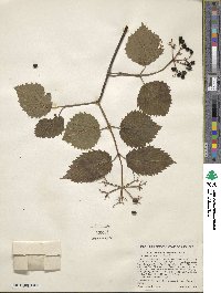 Viburnum recognitum image