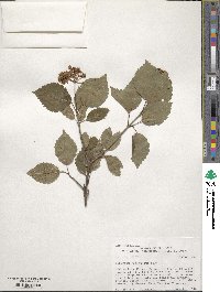 Viburnum recognitum image