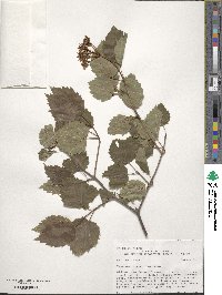 Viburnum recognitum image