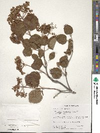 Viburnum recognitum image