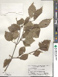 Viburnum recognitum image