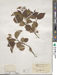 Viburnum recognitum image