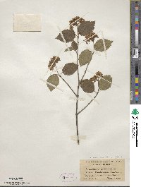 Viburnum recognitum image