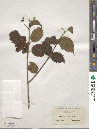 Viburnum recognitum image