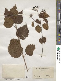 Viburnum recognitum image