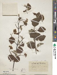 Viburnum recognitum image